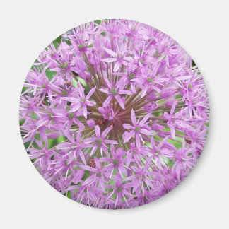 Purple Allium Magnet