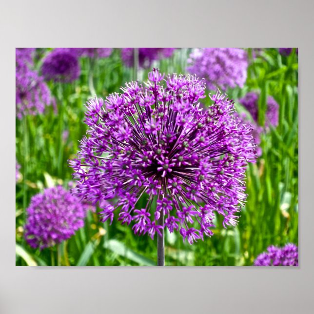 Purple Allium, Poster (Front)