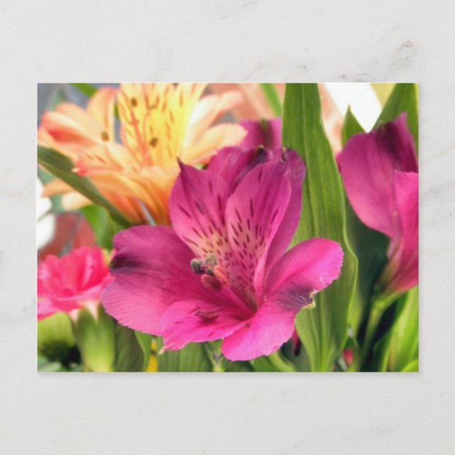 Purple Alstroemeria Flower Lilies Flowers Photo Postcard (Front)