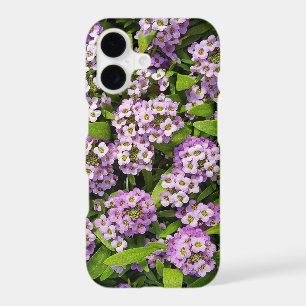 Purple Alyssum Blossoms