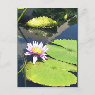 Purple an Yellow Flower Postcard