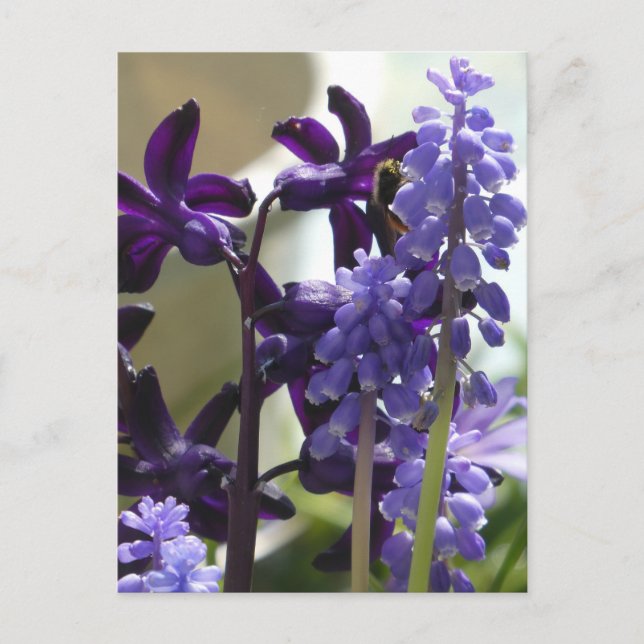 Purple and Blue Spring Flowers DIY Postcard (Front)