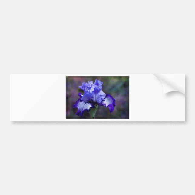 Purple and Blue Tall Bearded Iris Blossom Bumper Sticker (Front)