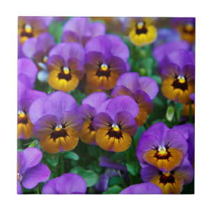 Purple and Gold Pansies Tile