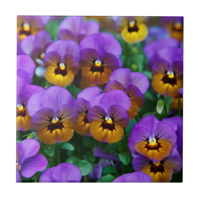 Purple and Gold Pansies Tile (Front)