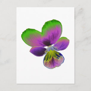Purple and Green Pansy Postcard
