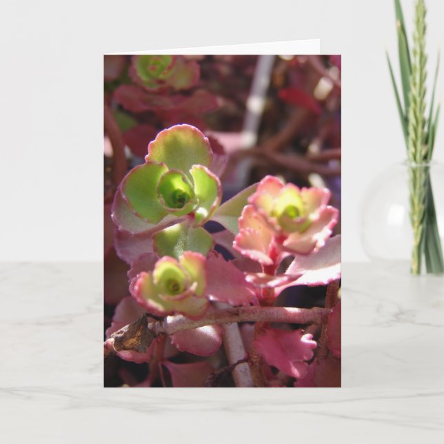 Purple and Green Succulent Plant Card (Front)