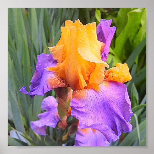 Purple and Orange Bearded Iris Poster (Front)