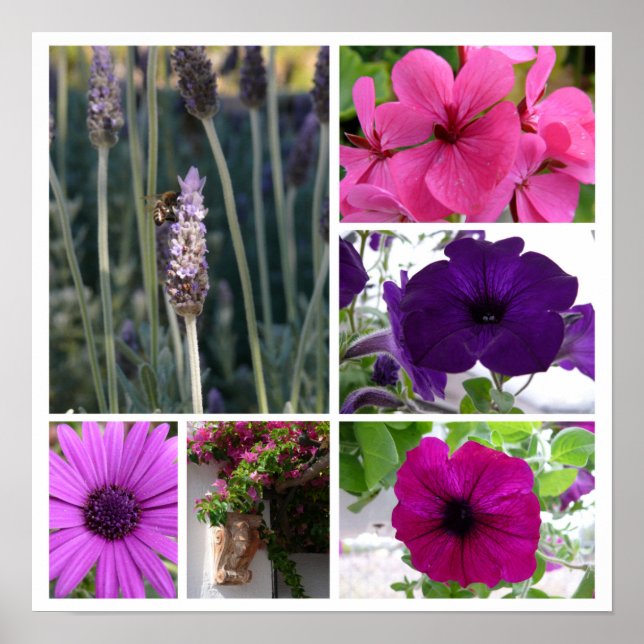 Purple and Pink Flowers Poster (Front)