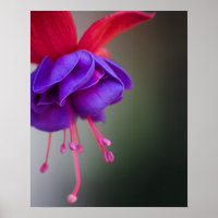 Purple and Red Fuchsia Flower