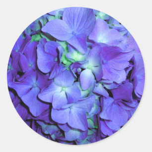 Purple and teal hydrangea, purple blue flowers  classic round sticker