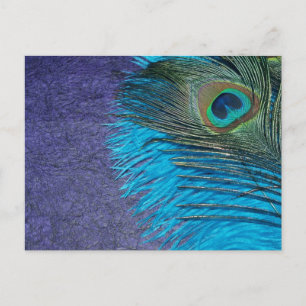 Purple and Teal Peacock Postcard