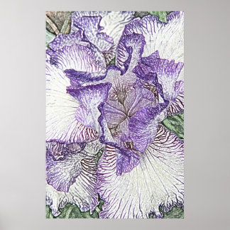 Purple and white bearded iris flower canvas print