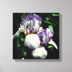 Purple And White Bearded Iris Flower Pair  Canvas Print