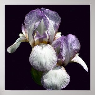 Purple And White Bearded Iris Flower Pair  Poster