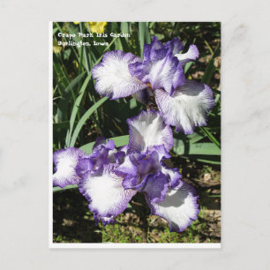 Purple and White Bearded Iris Postcard