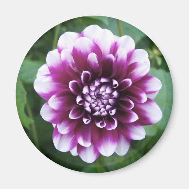 Purple and White Dahlia Magnet (Front)