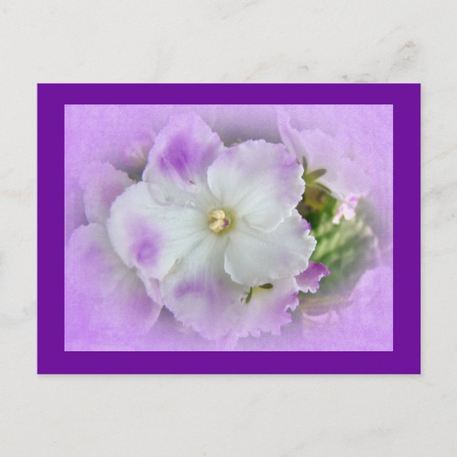 Purple and White Fancy African Violets Postcard (Front)
