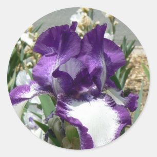 Purple and White Iris Classic Round Sticker