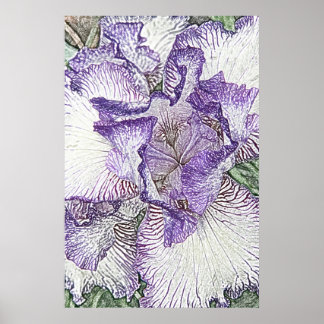 Purple and white iris from above poster