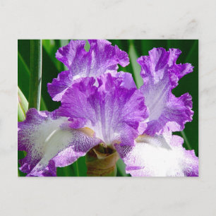 Purple and White Iris Postcard