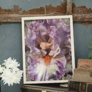 Purple and White Iris with Orange Beard Floral Photo Print