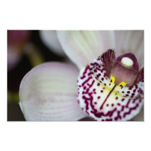 Purple and White Orchid Photo Print