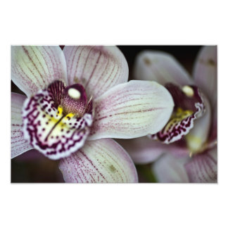 Purple and White Orchid Photo Print