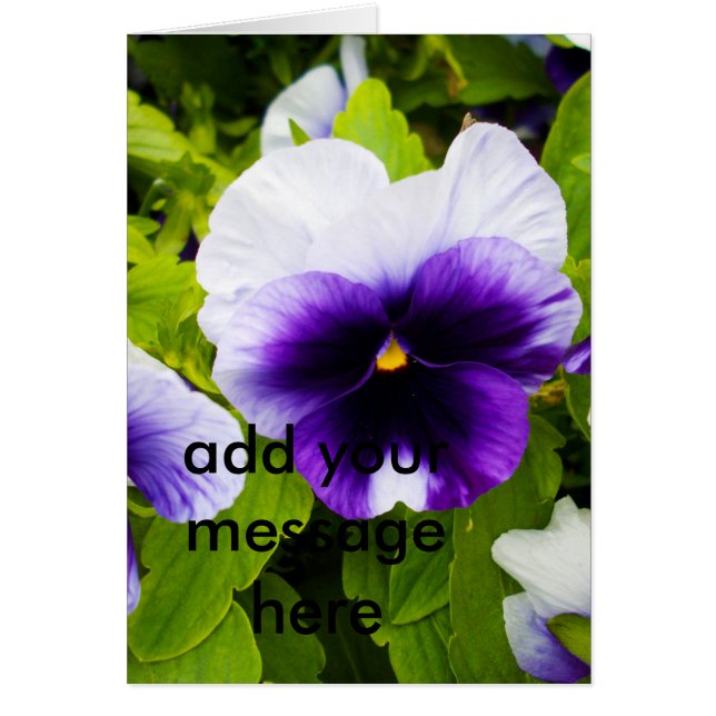 Purple And White Pansies,_ (Front)