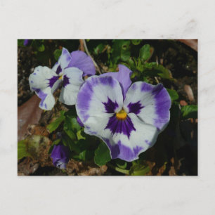 Purple and White Pansies Colourful Floral Postcard