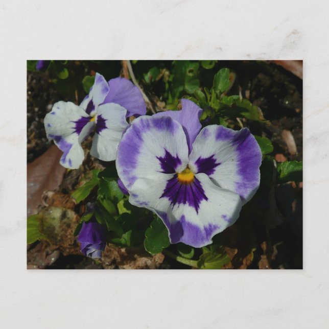 Purple and White Pansies Colourful Floral Postcard (Front)
