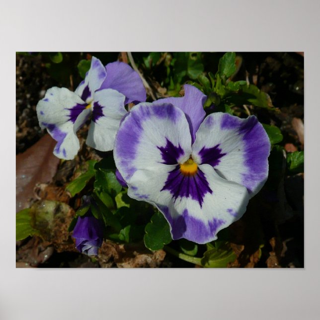 Purple and White Pansies Colourful Floral Poster (Front)