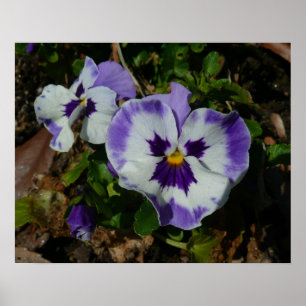 Purple and White Pansies Colourful Floral Poster