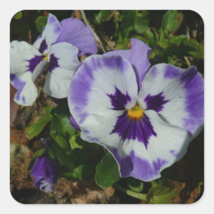 Purple and White Pansies Colourful Floral Square Sticker