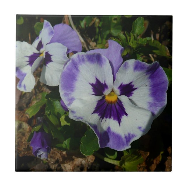 Purple and White Pansies Colourful Floral Tile (Front)