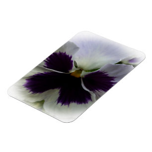 Purple and white pansy magnet