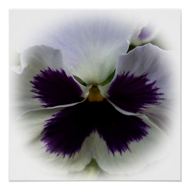 Purple and white pansy poster (Front)