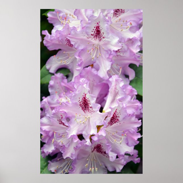 Purple and white rhododendron flowers poster (Front)