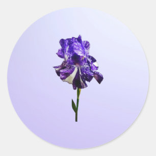 Purple and White Striped Iris Classic Round Sticker