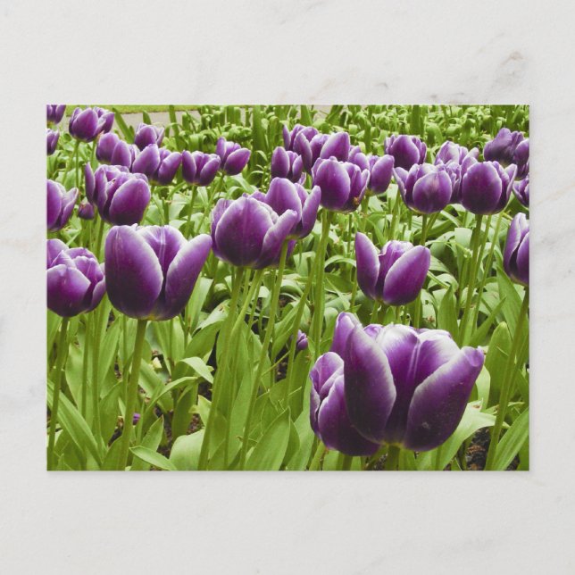 Purple and White Tulips Postcard (Front)