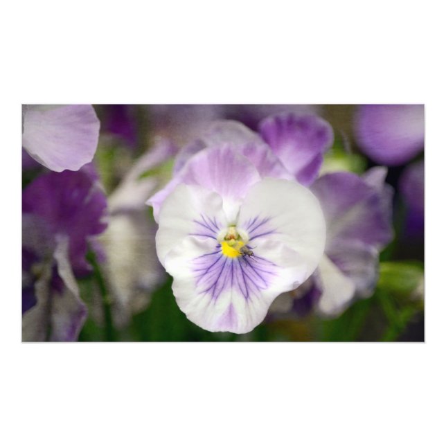 Purple And White Violas by Shirley Taylor Photo Print (Front)