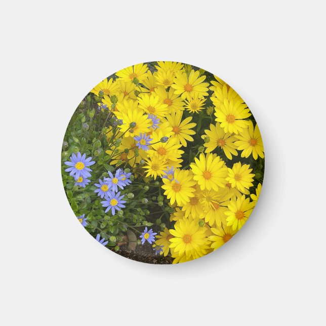 Purple and Yellow Daisies Magnet (Front)