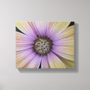 Purple and Yellow Daisy Flower Canvas Print