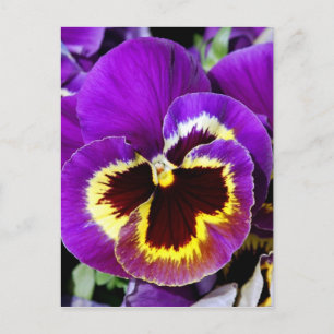 Purple and yellow pansy flower postcard
