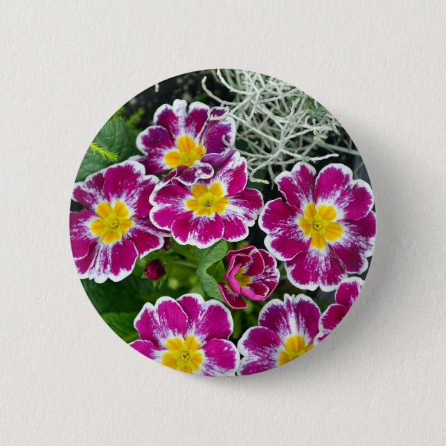 Purple and yellow primrose flowers 6 cm round badge (Front)