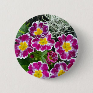 Purple and yellow primrose flowers 6 cm round badge