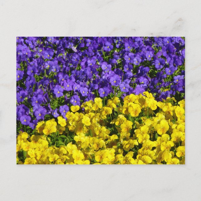 Purple and Yellow Violas Colourful Floral Postcard (Front)