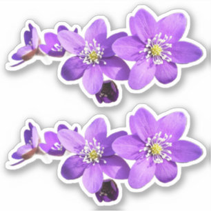 Purple Anemone Hepatica Flowers Vinyl Sticker