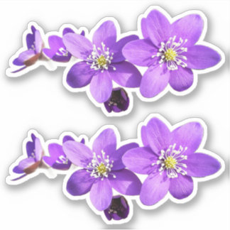 Purple Anemone Hepatica Flowers Vinyl Sticker