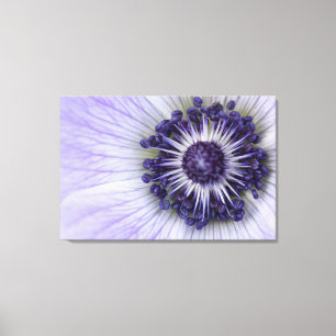 Purple Anemone Macro Flower Canvas Print